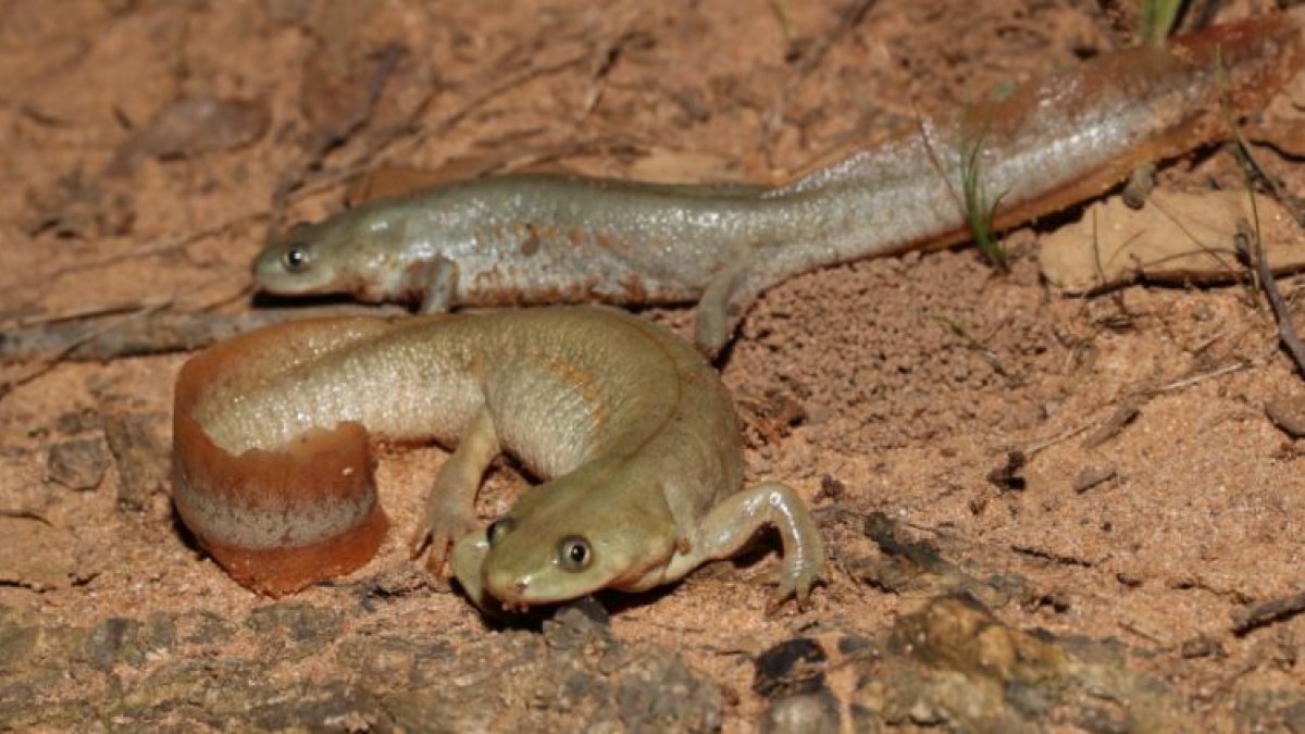 Imatge de dos ofegabous.