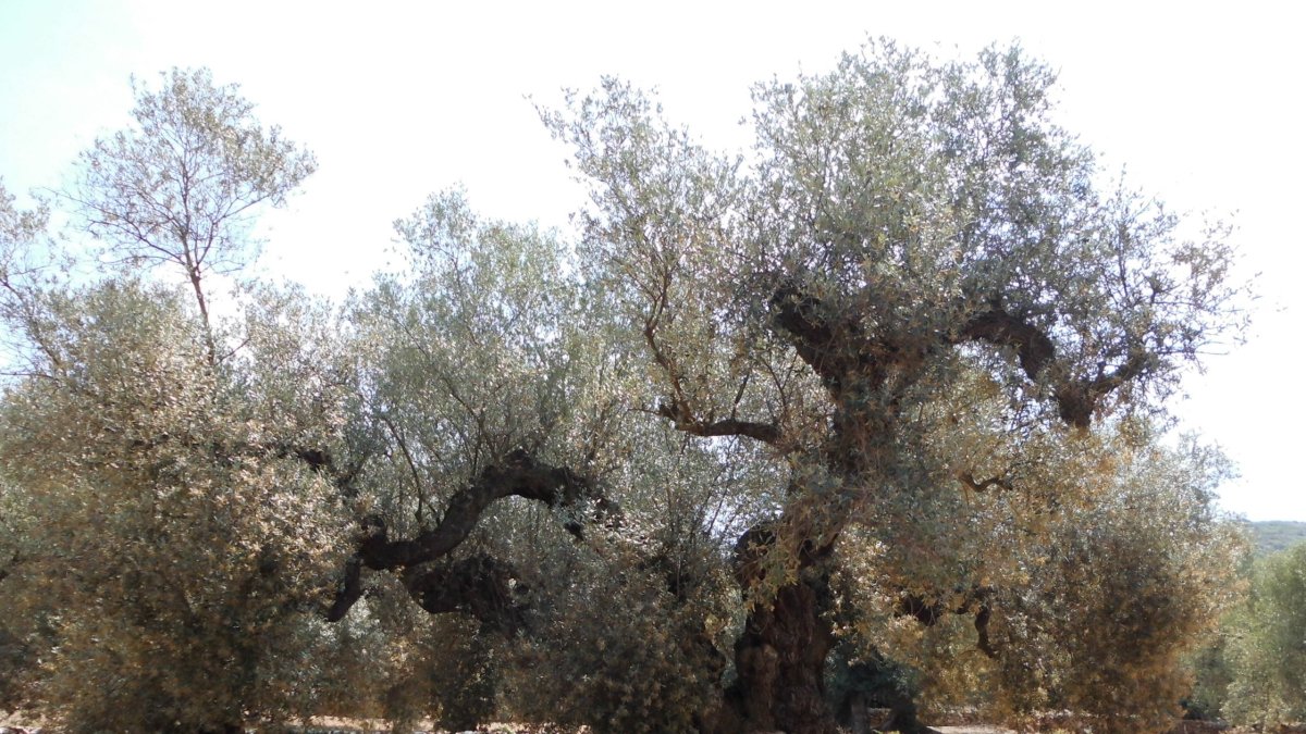 Imagen de la Fragua del Arion.