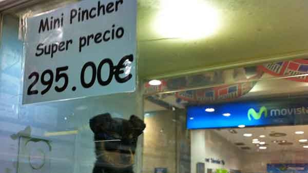 Imagen de un perro en venta en una tienda de animales.