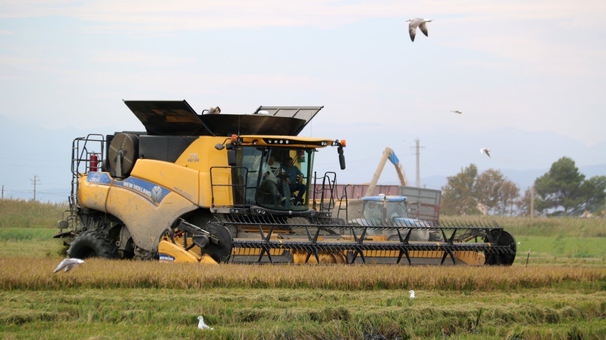 Una segadora coge arroz entre el vuelo de los pájaros, mientras un tractor vacía el grano recogido detrás.