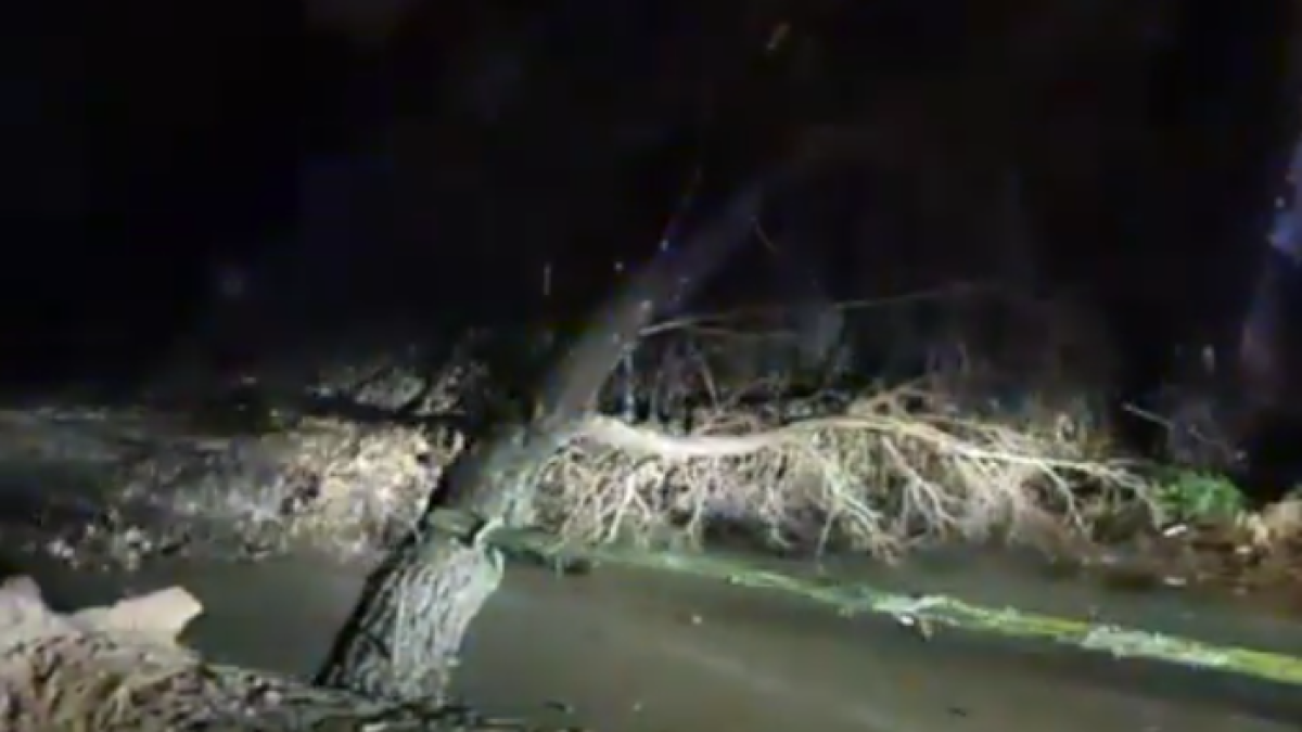 Imagen del árbol caído en Banyeres del Penedès.