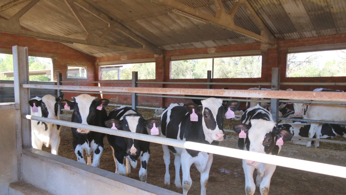 Unas vacas en una granja de Cruïlles.