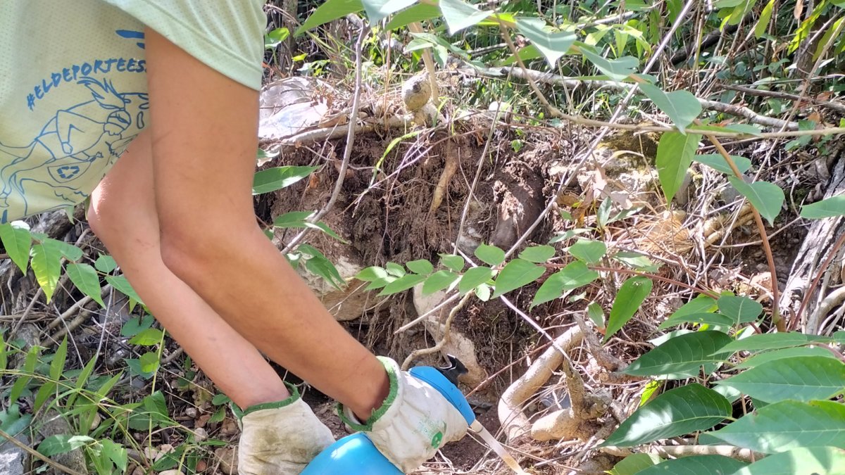 Eliminación del ailant, una especie exótica, con un herbicida inofensivo, en la cabecera del río Glorieta (cuenca Francolí).