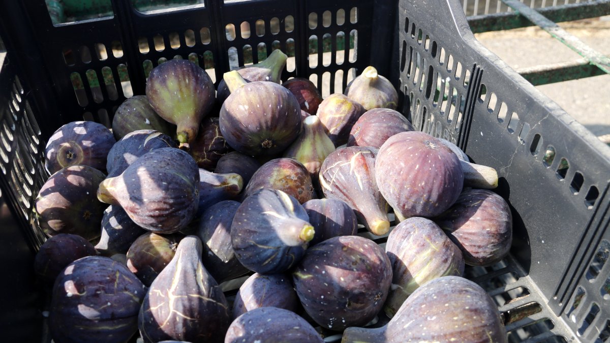 Caja de higos de Alguaire.