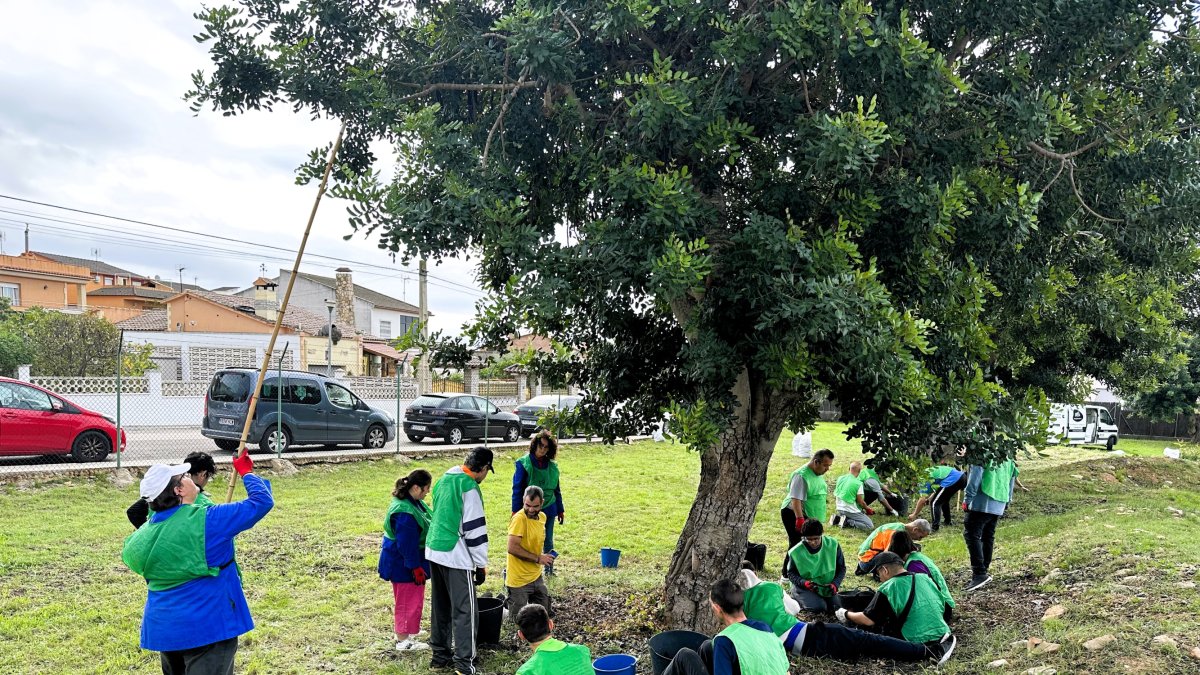 En l'espigolada hi van participar voluntaris de la Fundació Onada i la Fundació Santa Teresa del Vendrell.