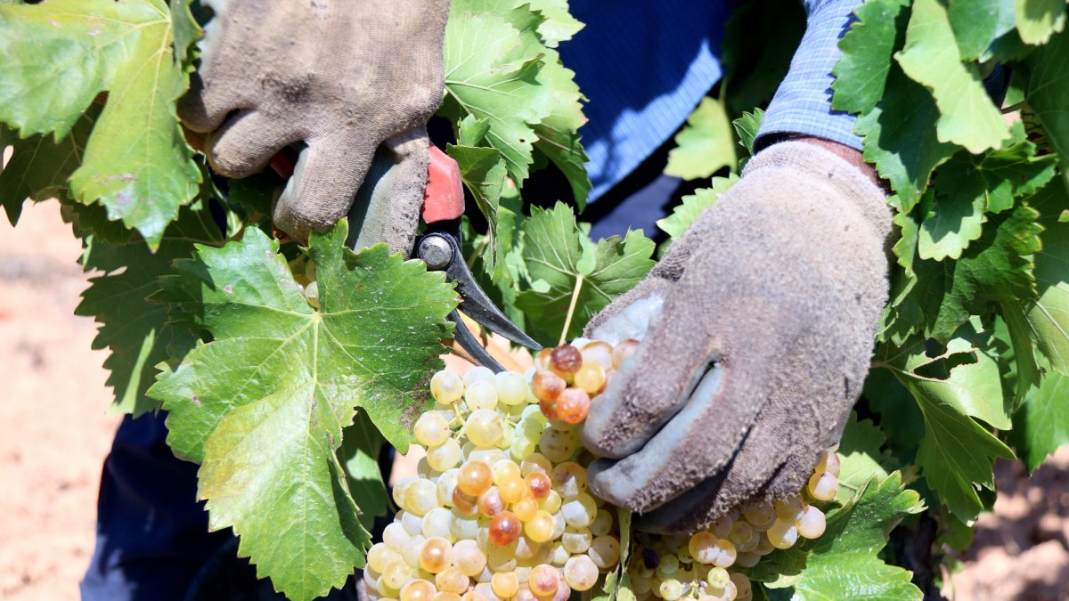 Detalle de un carroll de uva en una viña próxima a Bot (Terra Alta).