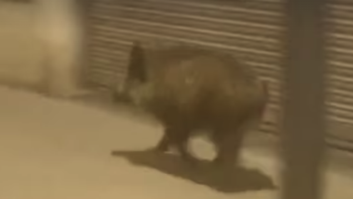 Porc senglar pel Serrallo