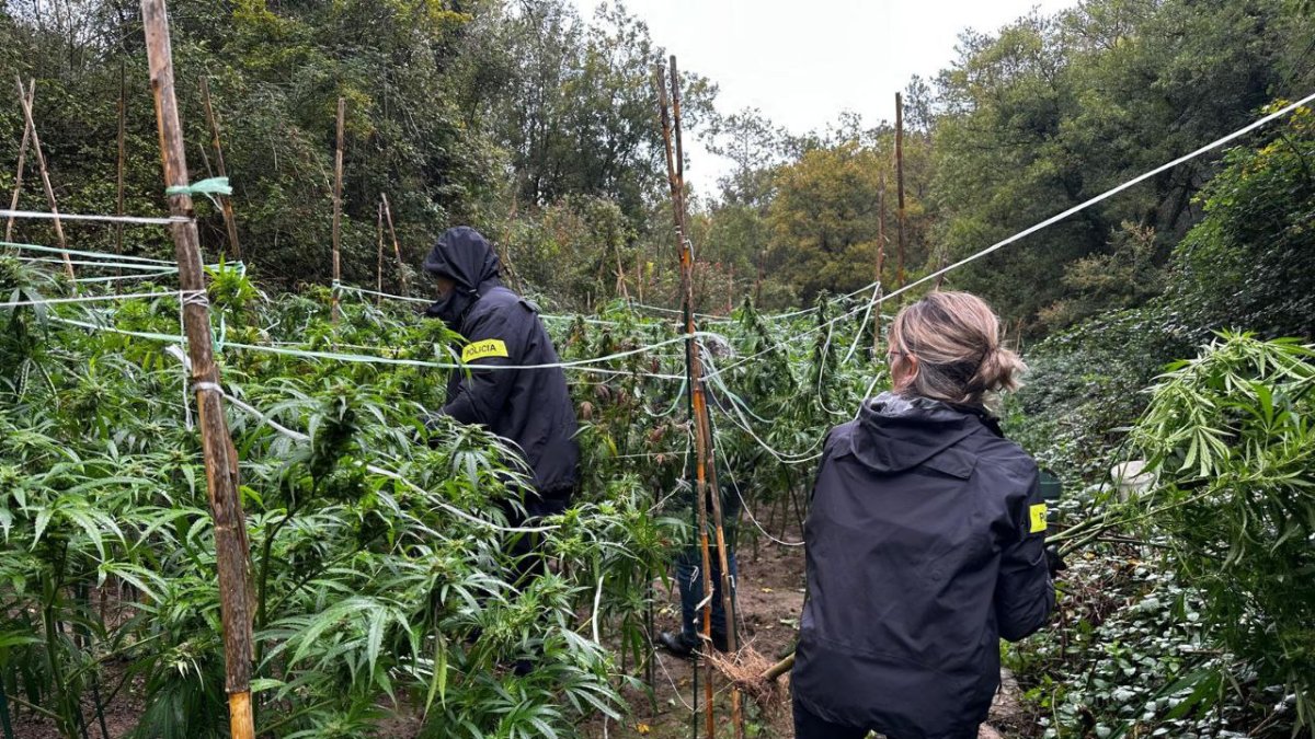 S'han desmantellat dues plantacions i un assecador de marihuana.