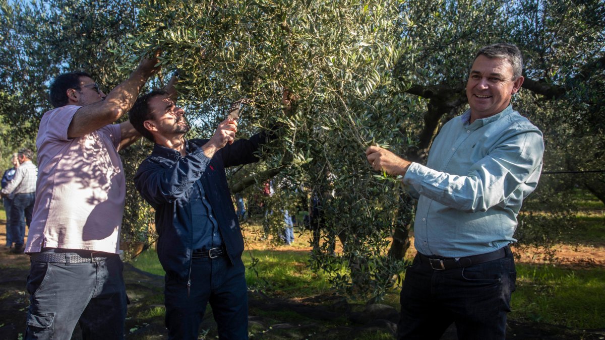 El president del Consell Regulador, Antoni Galceran, i el cuiner Eduard Xatruch, collint olives durant l’acte de presentació de la nova collita.