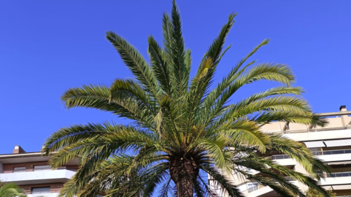 Palmera del parque de Sant Jordi.