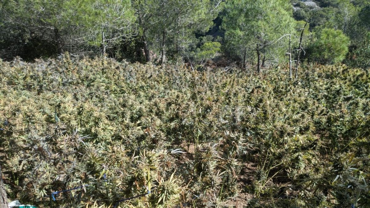 Imagen de la plantación exterior a Aiguamúrcia