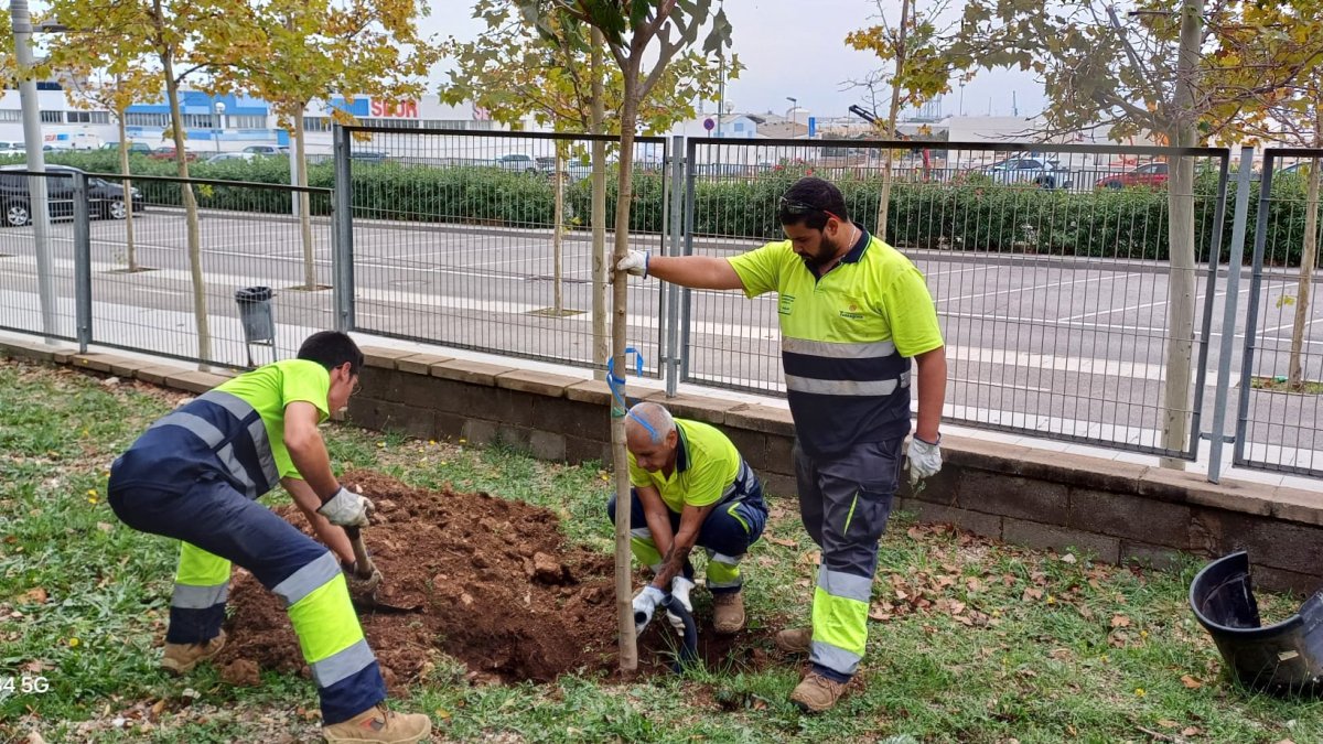 Tres operarios plantando un árbol en una escuela tarraconense.