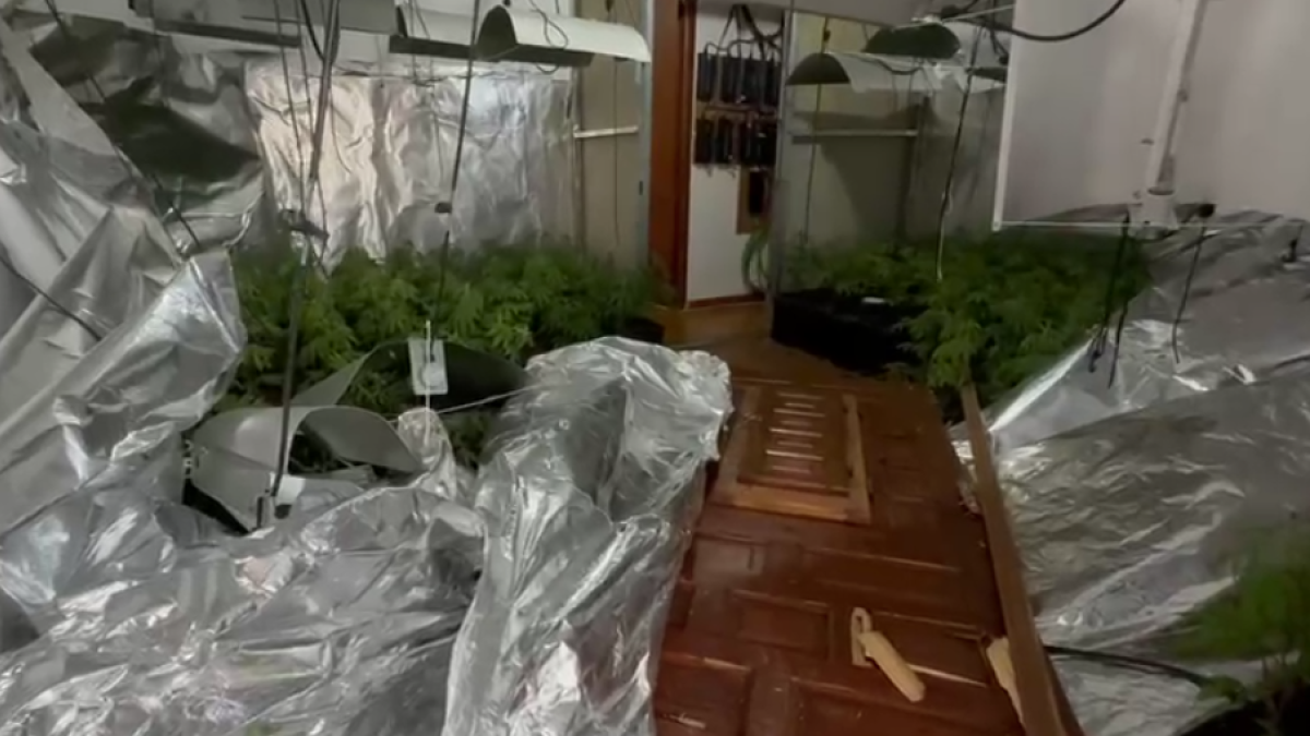 Plantació Bisbal del Penedés