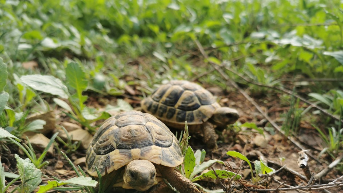 Dos exemplars de tortuga mediterrània reintroduïts al medi.
