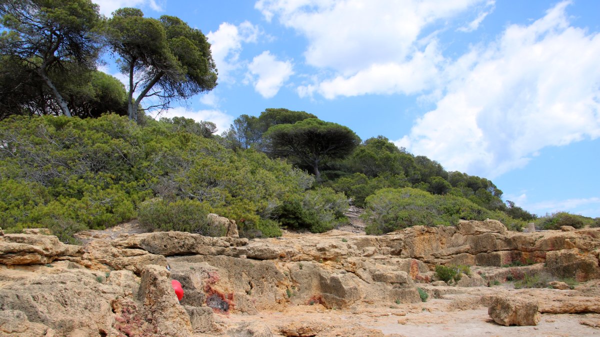 Un espai del bosc de la Marquesa de Tarragona, situat a prop de la Punta de la Creueta.