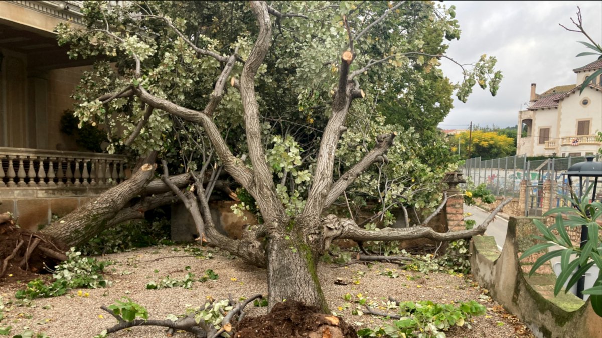 Árbol arrancado por el tornado del 4 de noviembre en el Pont d'Armentera.