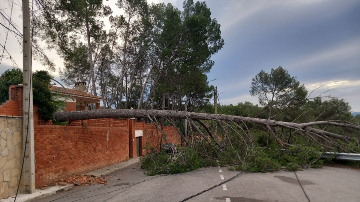 Un árbol caído a un municipio barcelonés.