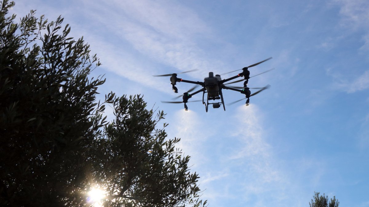 El dron rociando los olivos de una finca de Santa Bàrbara