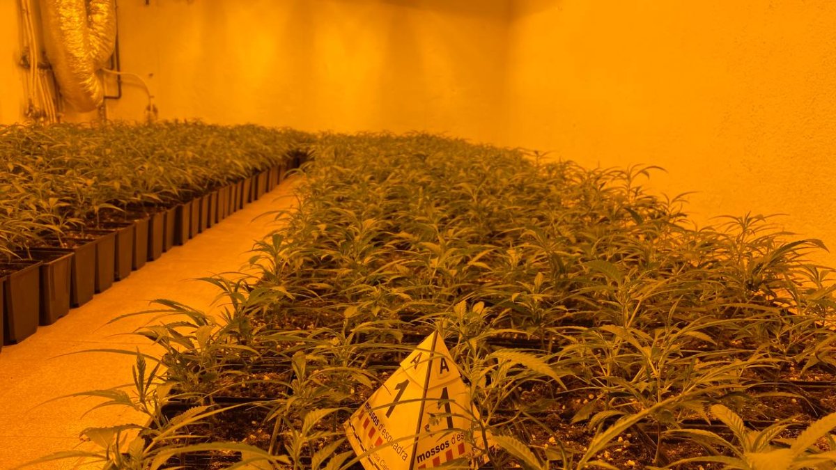 Imagen de la plantación de marihuana localizada en un chalet de Altafulla.