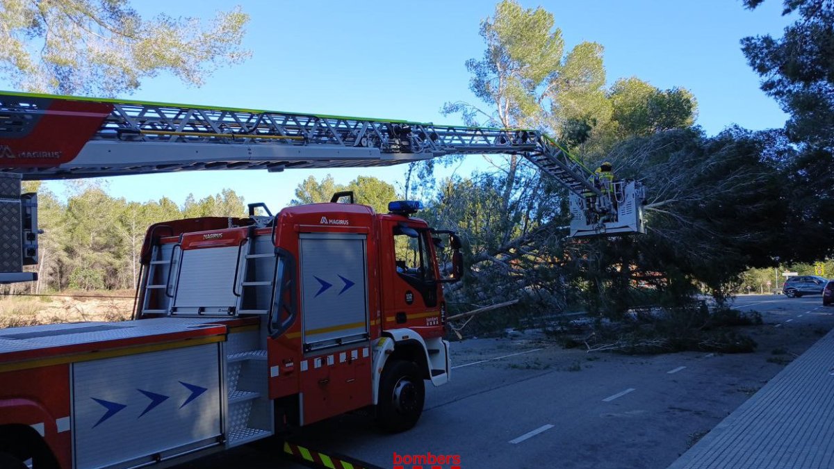 Imatge dels Bombers treballant en la retirada d'un arbre