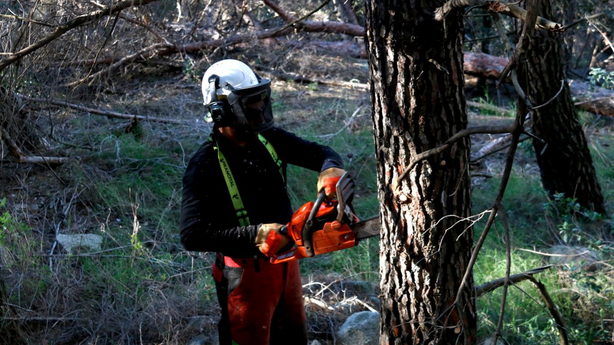Un operari treballa en l'arranjament del bosc per prevenir els incendis forestals.
