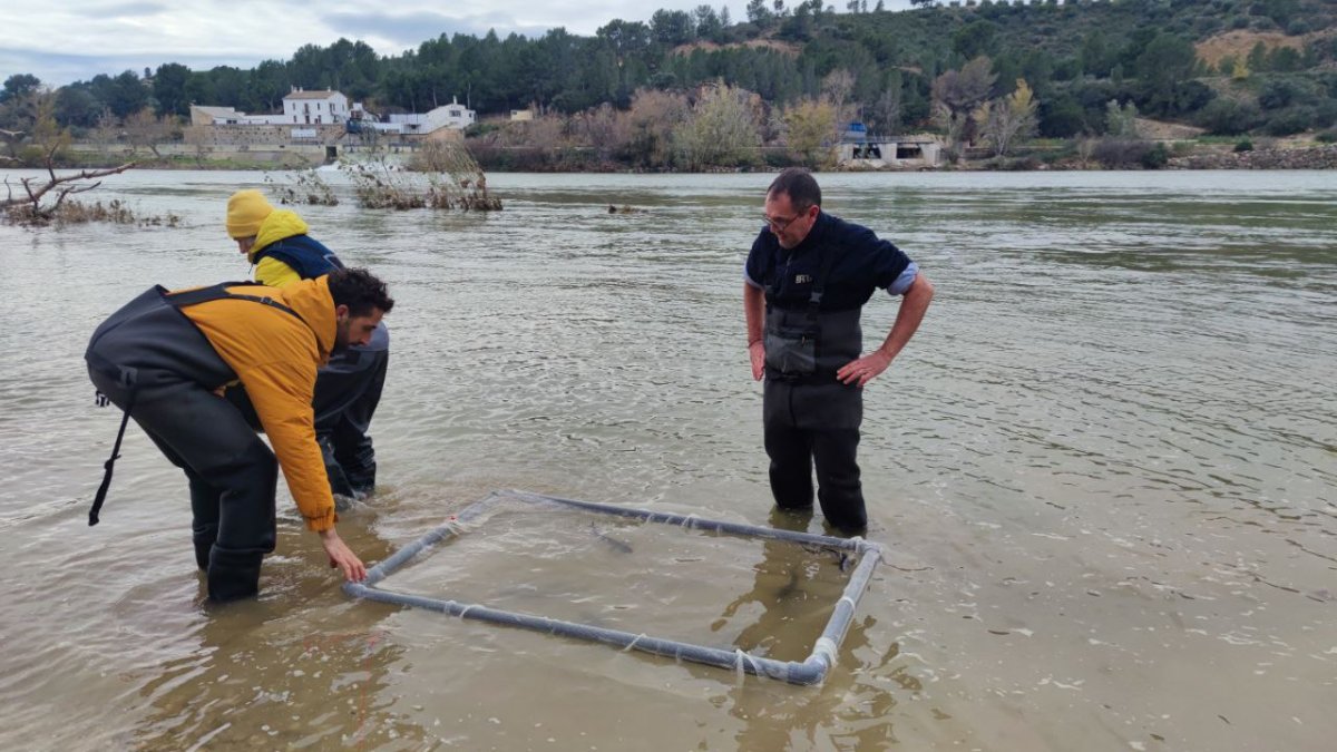 Varios técnicos liberan esturiones en el río Ebro.