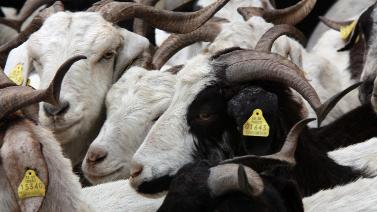 Ejemplares de cabra blanca.