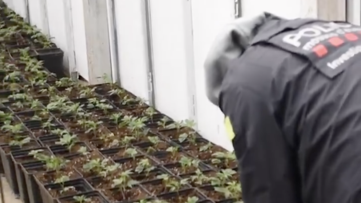 Imagen de una de las plantaciones