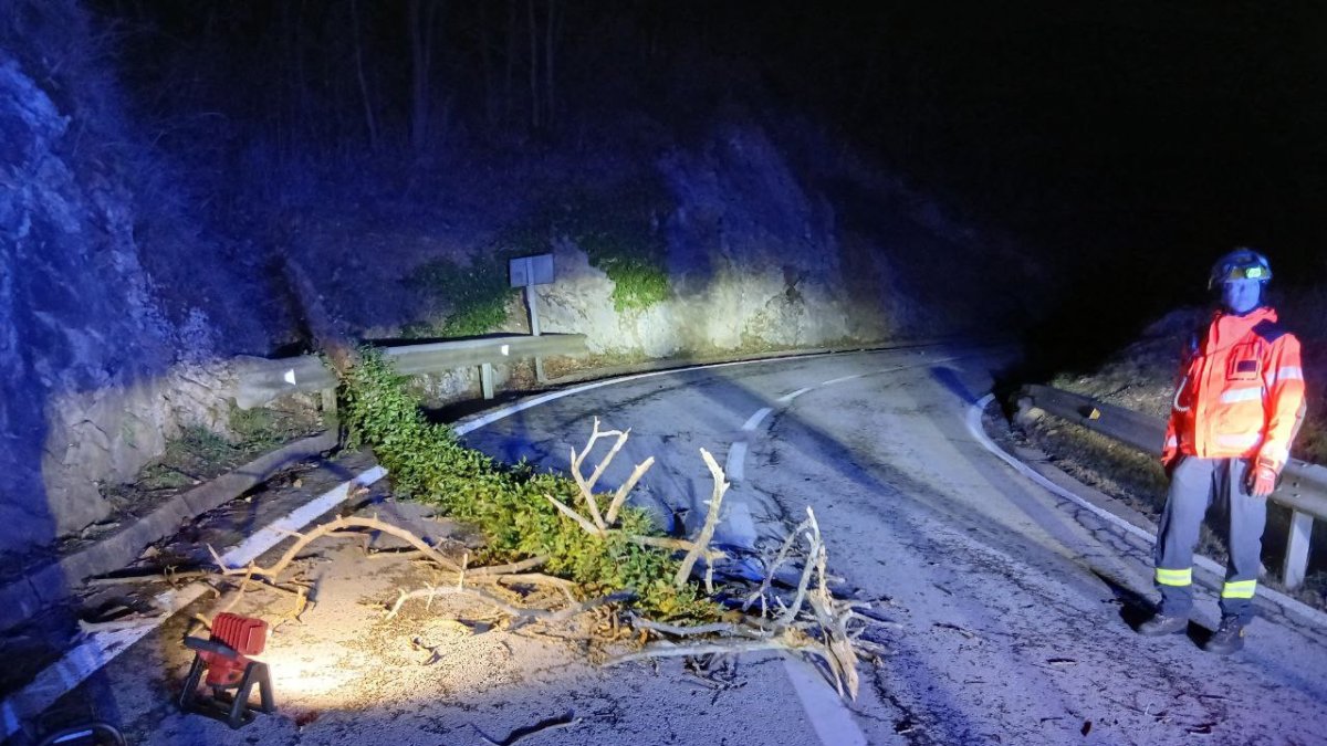 Imagen de un árbol caído en una carretera.