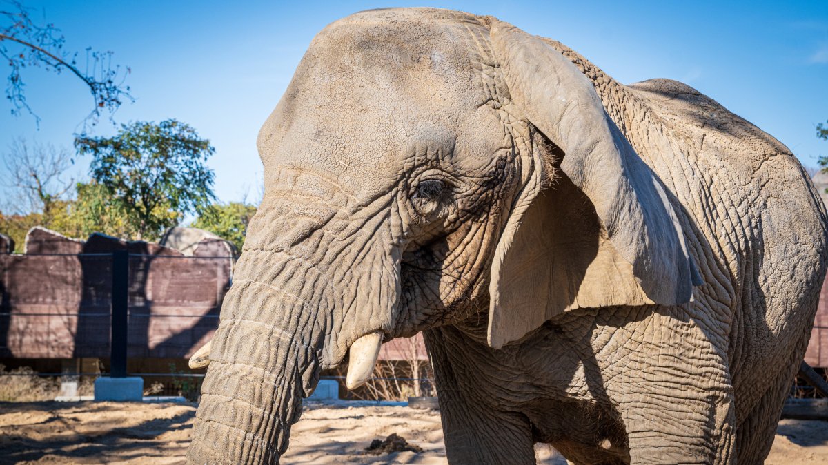 La Yoyo, la elefanta más longeva del mundo, en el Zoo de Barcelona