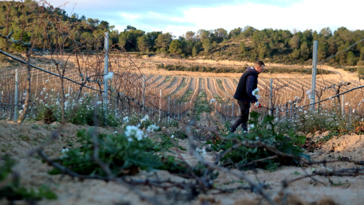 Restos de poda en medio de la viña de Joan Lloren Solé de Batea, donde él trabaja en el fondo.