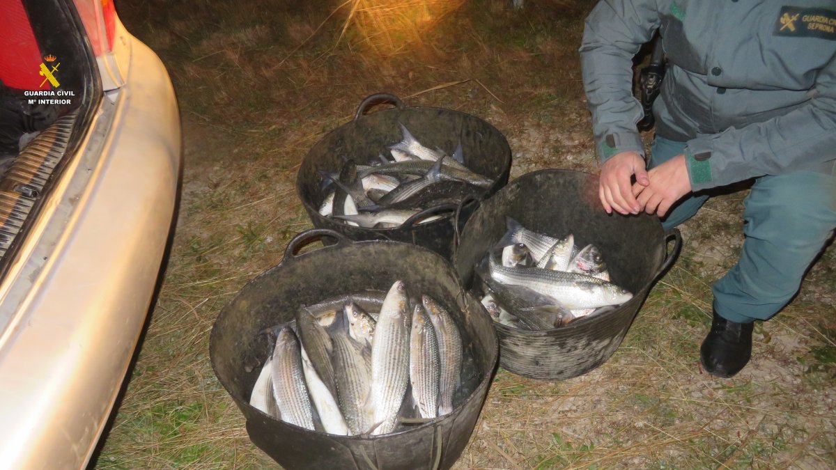 Imatge del peix i marisc interceptat.