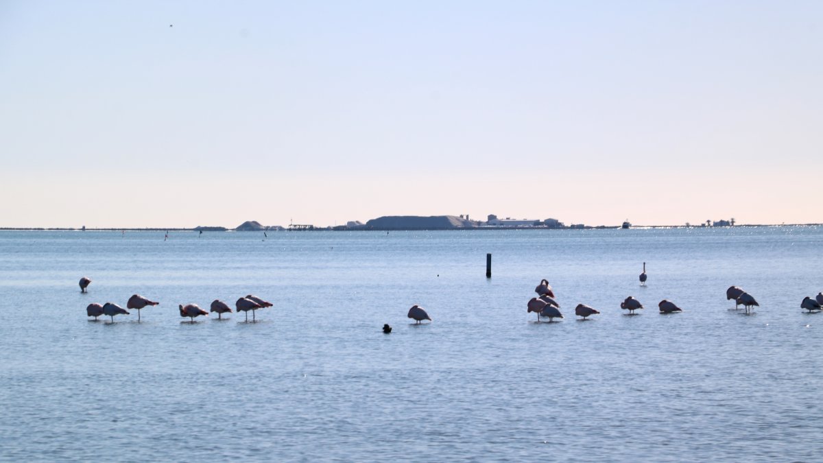 Flamencos en la bahía de los Alfacs, delante de las salinies de la Trinitat.