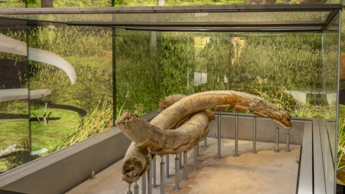 Imatge d'uns ullals exposats a l'Espai Mammunthus.