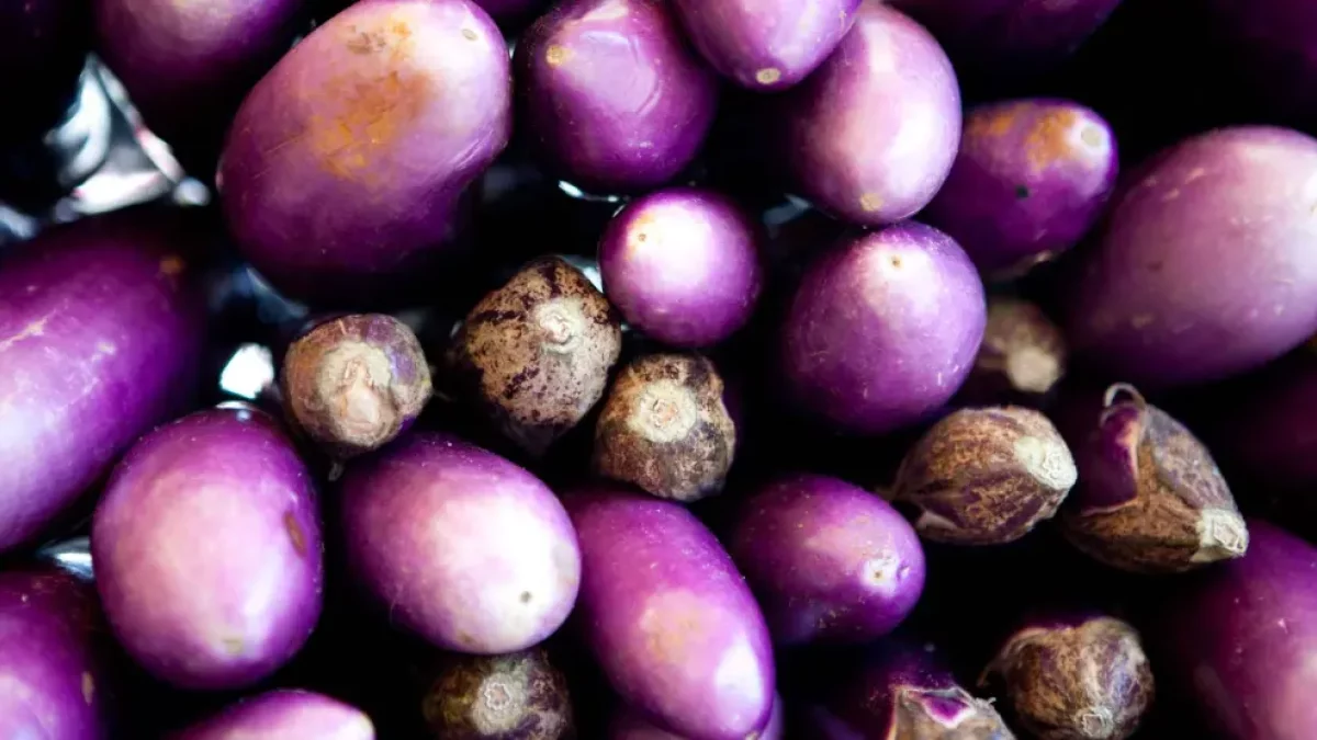 Imagen de archivo de la Berenjena Asiática.