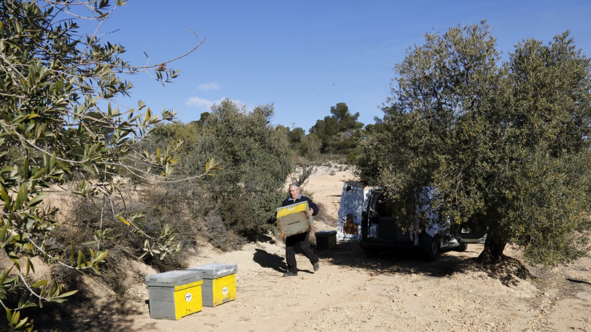 El president de l'Associació d'Amics de les Abelles, Maria Joan Llorens, col·locant les arnes d'abelles que s'han instal·lat a la finca experimental que la Diputació de Lleida té a Maials en el marc del projecte Redicat.