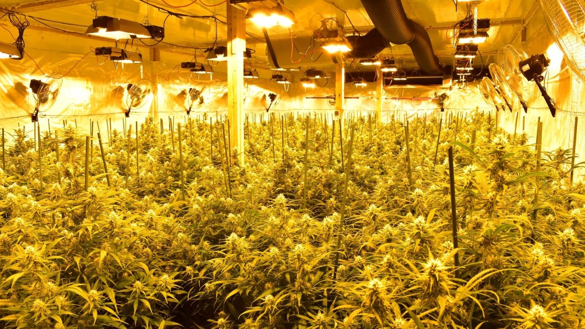 Imatge d'una de les plantacions de marihuana desmantellades.
