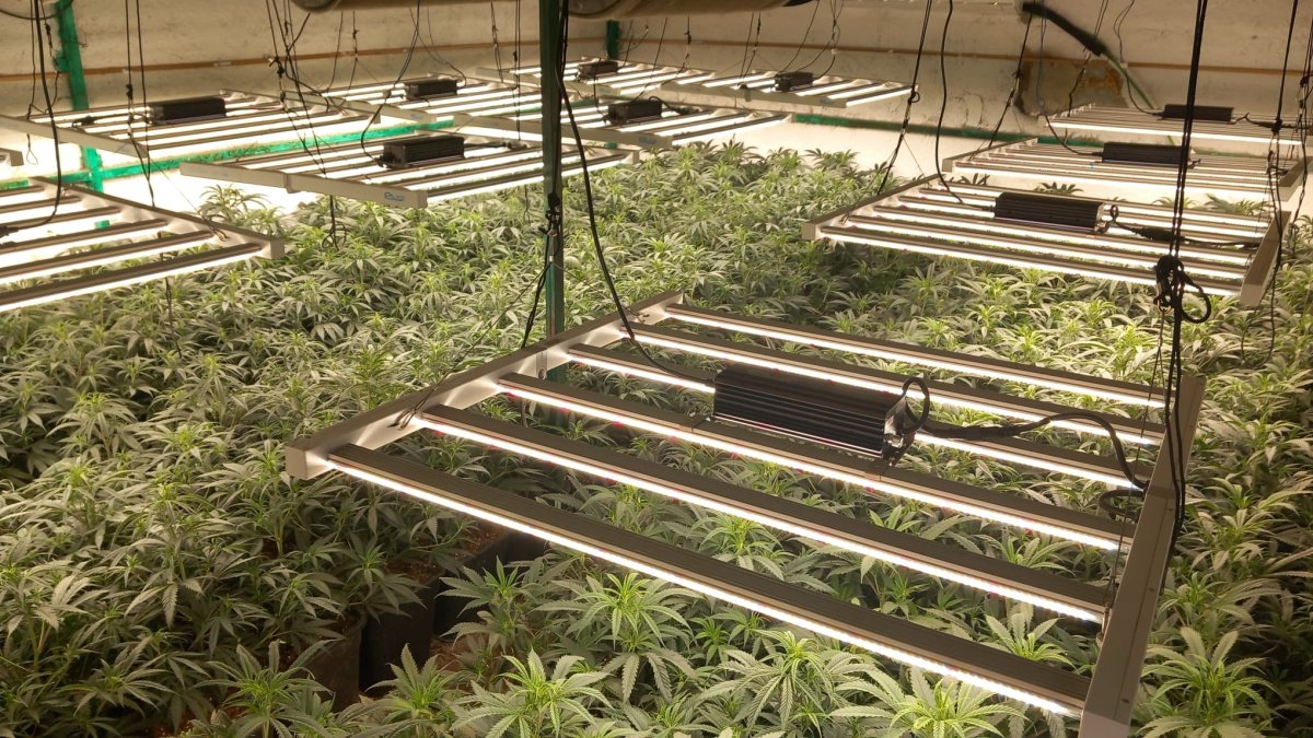 Imatge de la plantació localitzada en una masia a les afores de Reus.