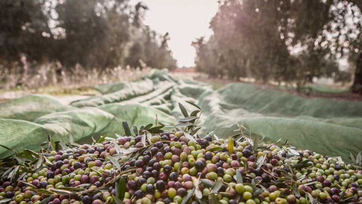 Imatge promocional de la visita i degustació al molí d'oli del Celler Masroig.