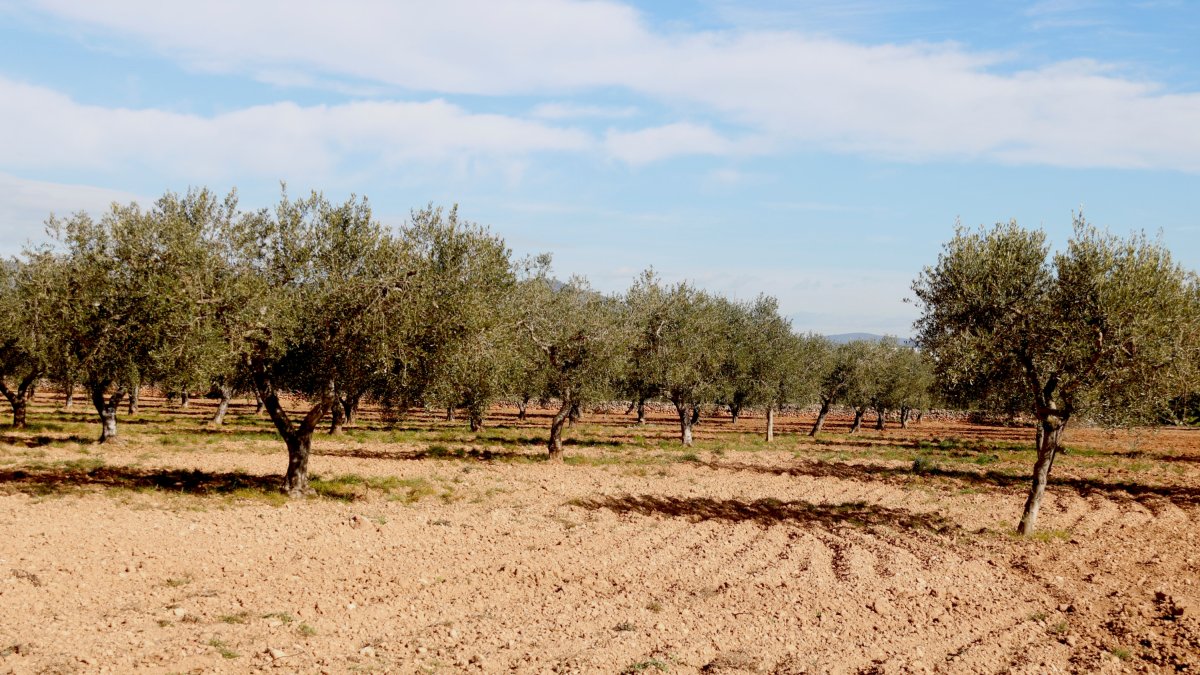 Terreny on s'ubicaria el nou polígon de la Bisbal del Penedès amb oliveres i cultius en actiu.