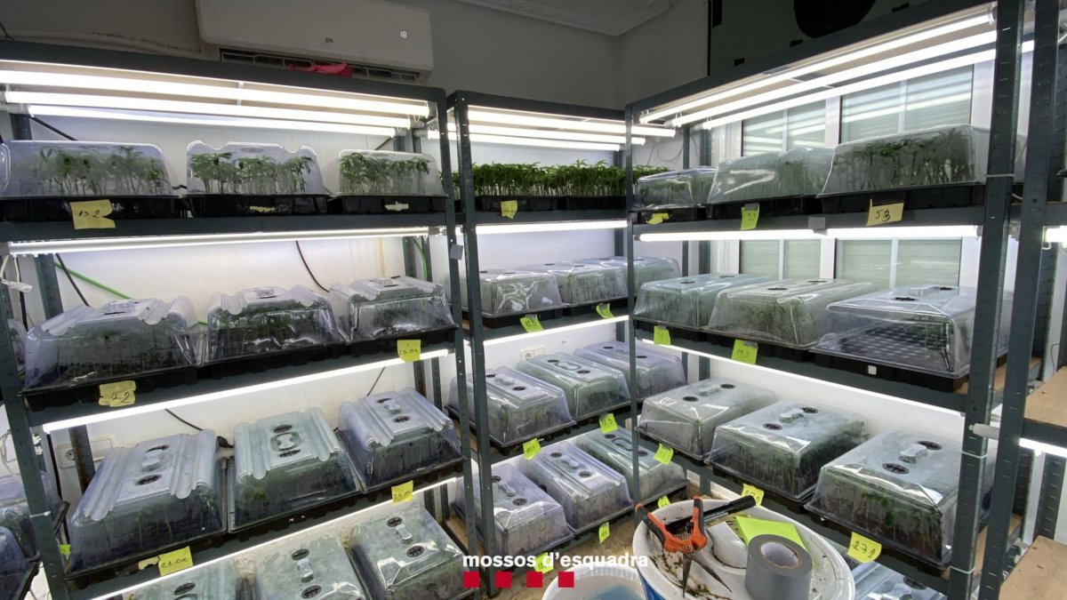 Laboratorio con esquejes de marihuana que los Mossos d'Esquadra han desmantelado.