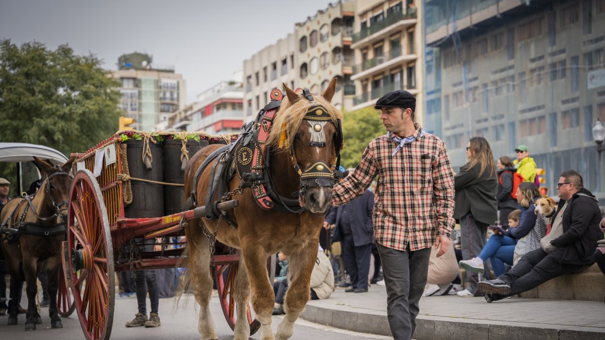 Una trentena de carros i unes 90 cavalleries arribats d’arreu de Catalunya van participar en una nova edició dels Tres Tombs a Tarragona