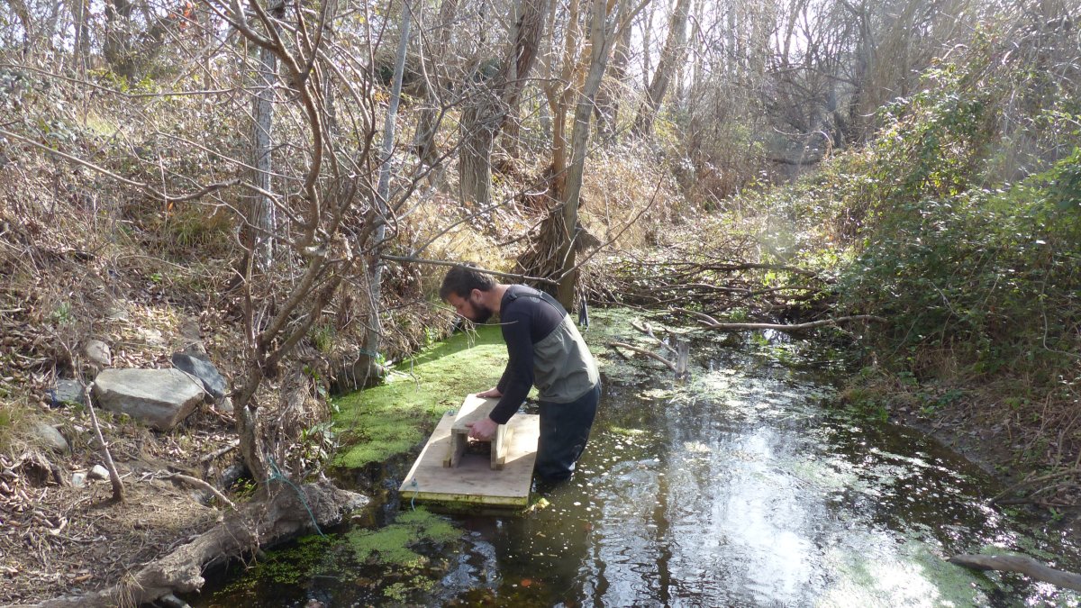 Una col·locació de les plataformes específiques per la detecció de petjades de visó americà a Ulldemolins.