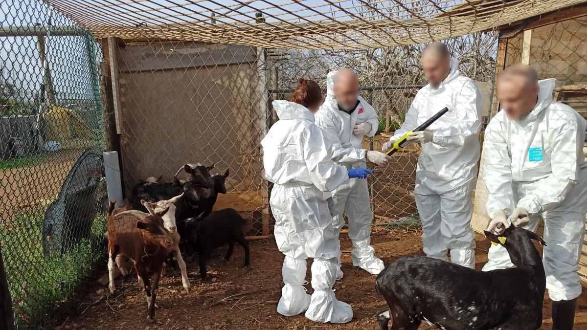 Diversos animals a la finca irregulat de Constantí