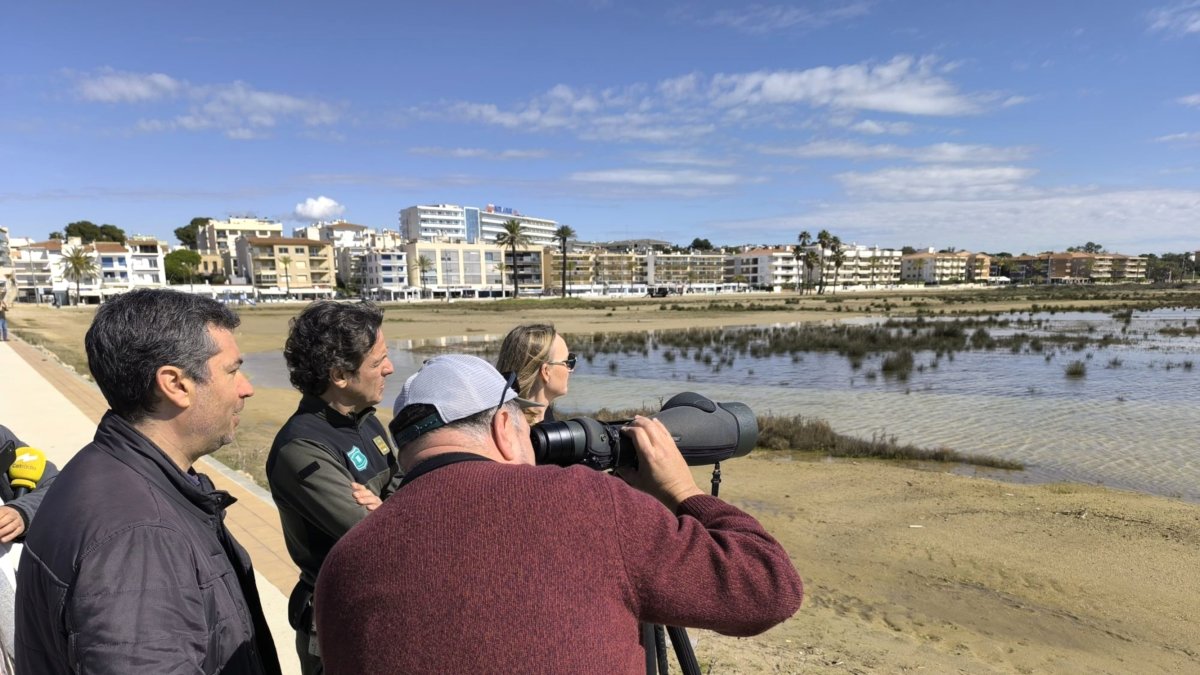 Observación del chorlitejo patinegro en las playas del Vendrell.