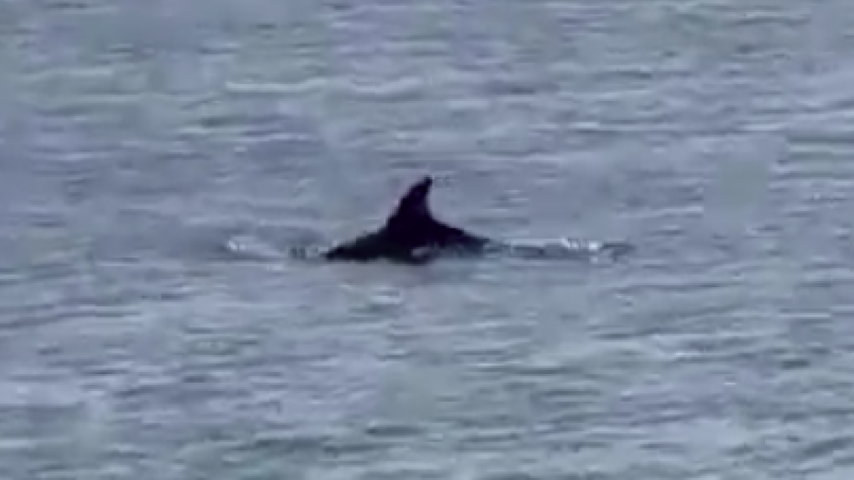L'aleta d'un dels dofins que ha entrat nedant al Port de Tarragona.