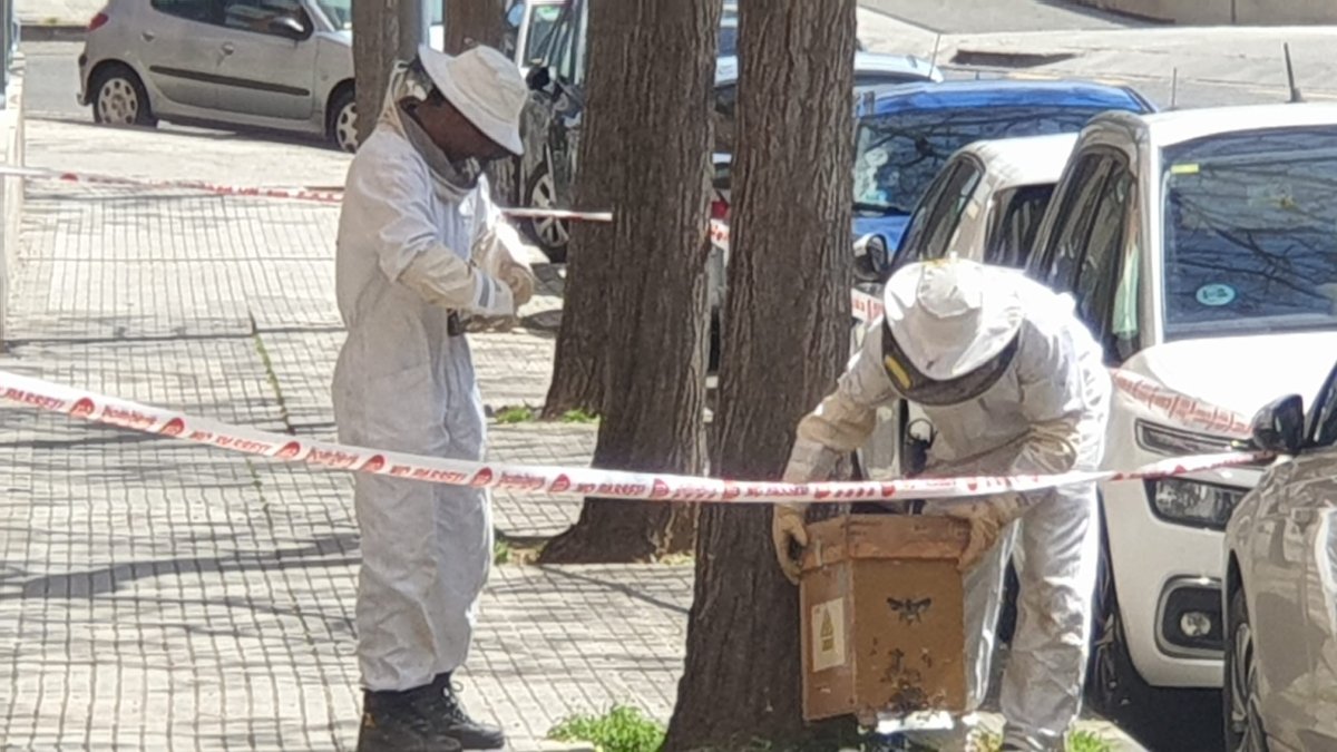 Imagen de los Bomberos realizando las tareas para retirar las abejas de forma segura