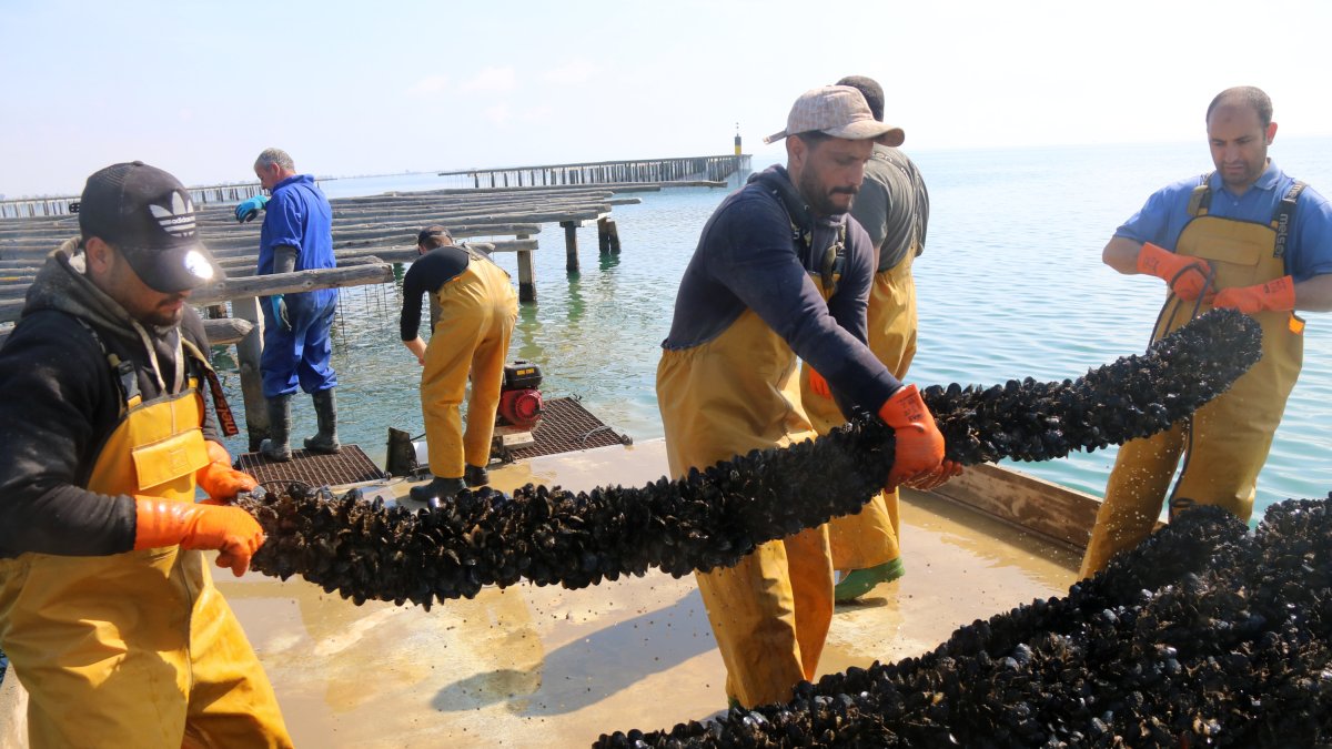 Trabajadores de una batea apilando cuerdas con mejillones en una plataforma en la bahía de los Alfacs.