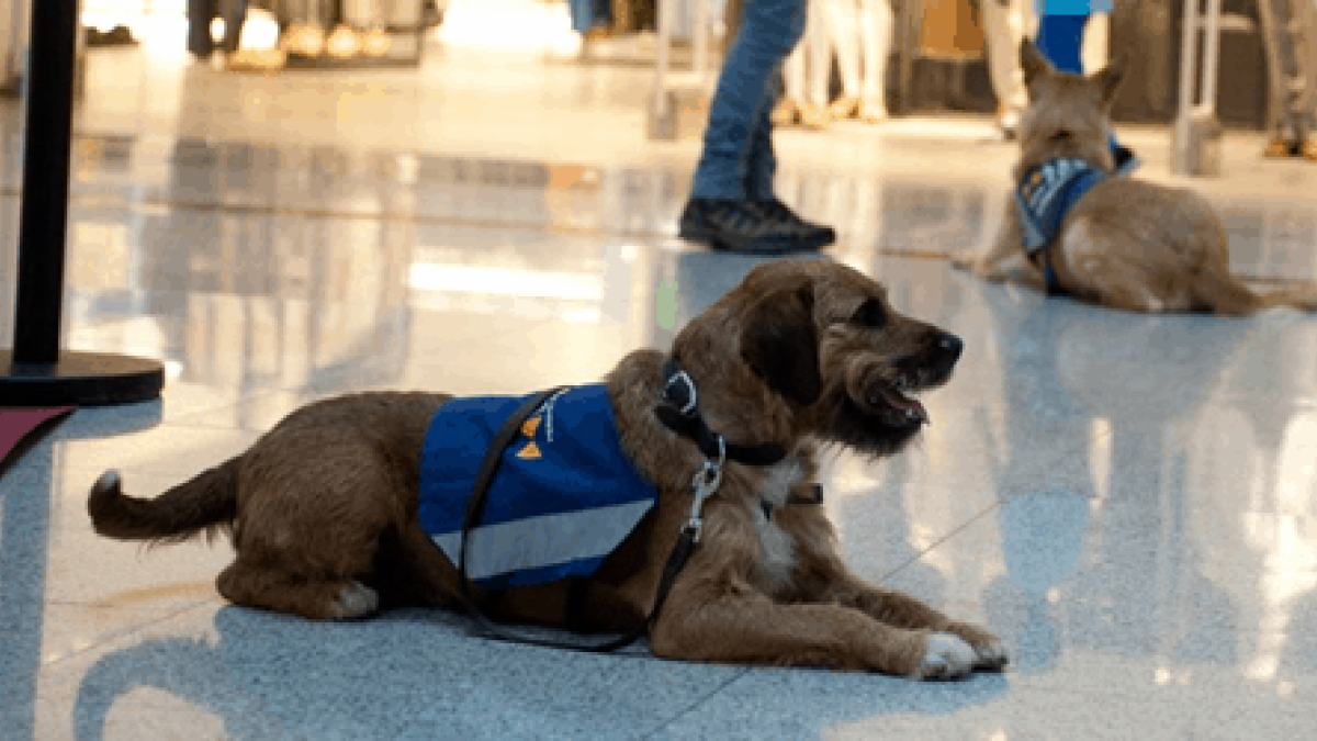 Imagen de archivo de un perro señal.