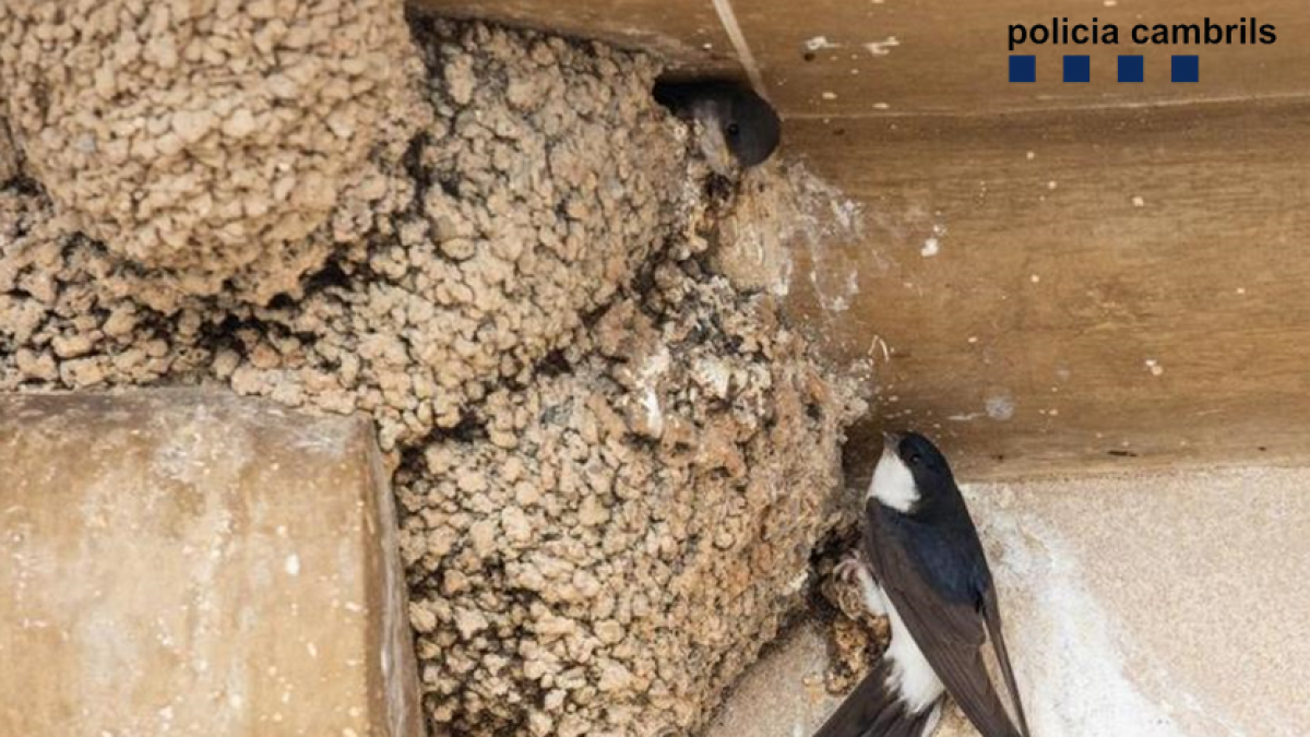 Imagen de un nido de golondrina.